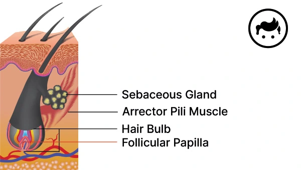 parts of hair follicle